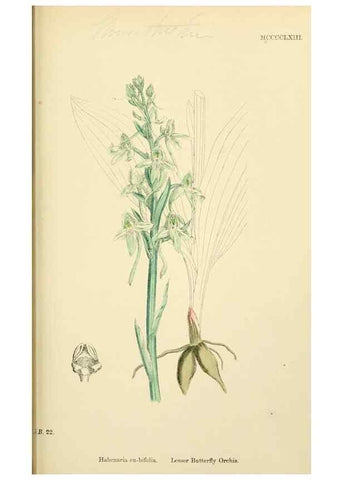 Reproducción/Reproduction 48753533598: English botany, or, Coloured figures of British plants /. London :R. Hardwicke,1863-1886.. 