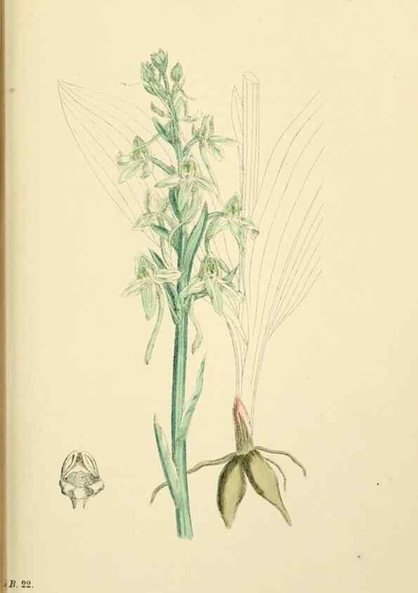 Reproducción/Reproduction 48753533598: English botany, or, Coloured figures of British plants /. London :R. Hardwicke,1863-1886.. 