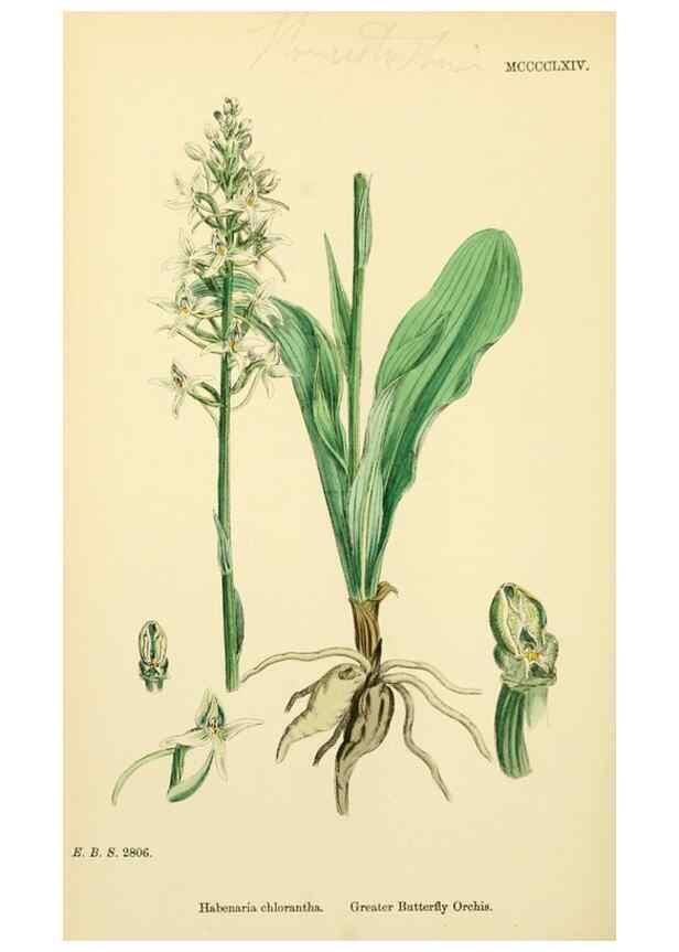 Reproducción/Reproduction 48753533858: English botany, or, Coloured figures of British plants /. London :R. Hardwicke,1863-1886.. 