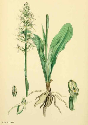 Reproducción/Reproduction 48753533858: English botany, or, Coloured figures of British plants /. London :R. Hardwicke,1863-1886.. 