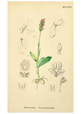 Reproducción/Reproduction 48753858516: English botany, or, Coloured figures of British plants /. London :R. Hardwicke,1863-1886.. 