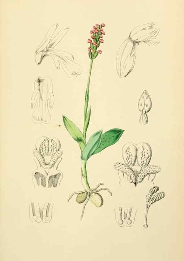 Reproducción/Reproduction 48753858516: English botany, or, Coloured figures of British plants /. London :R. Hardwicke,1863-1886.. 