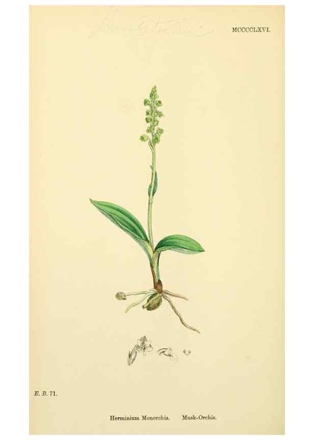 Reproducción/Reproduction 48753534198: English botany, or, Coloured figures of British plants /. London :R. Hardwicke,1863-1886.. 