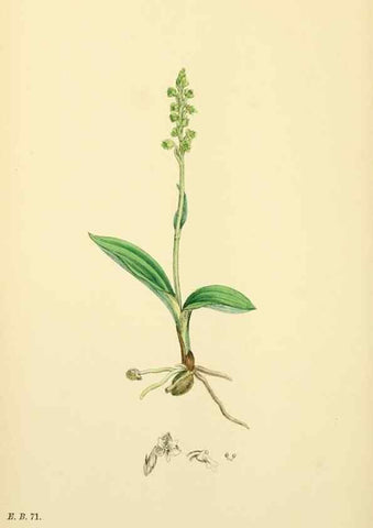 Reproducción/Reproduction 48753534198: English botany, or, Coloured figures of British plants /. London :R. Hardwicke,1863-1886.. 