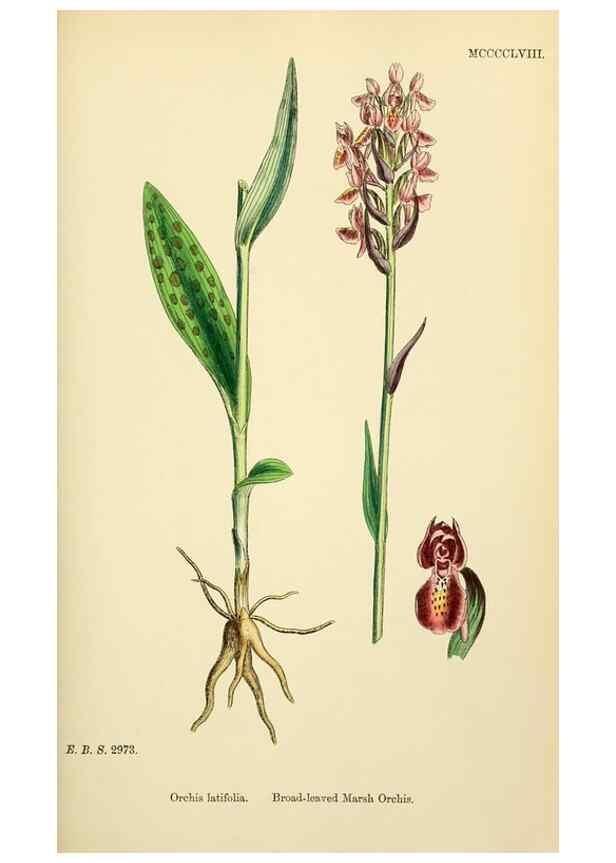 Reproducción/Reproduction 48754047457: English botany, or, Coloured figures of British plants /. London :R. Hardwicke,1863-1886.. 