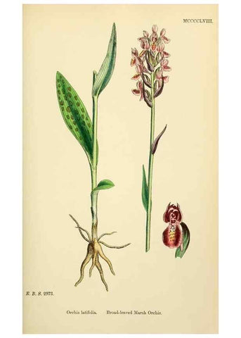 Reproducción/Reproduction 48754047457: English botany, or, Coloured figures of British plants /. London :R. Hardwicke,1863-1886.. 