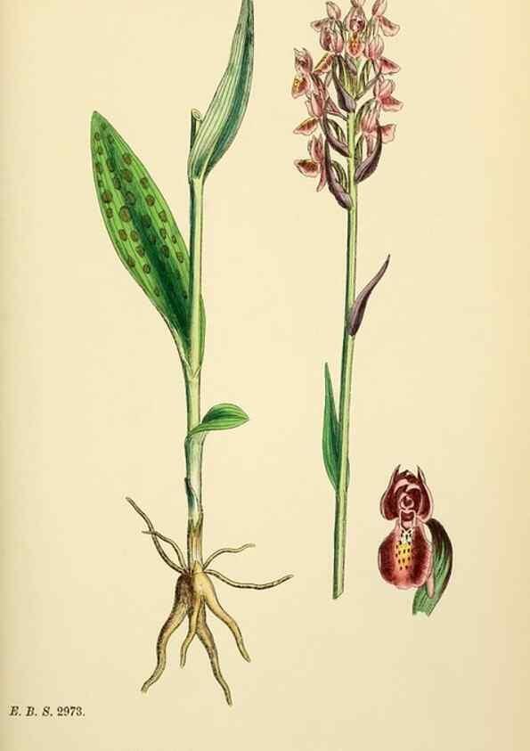 Reproducción/Reproduction 48754047457: English botany, or, Coloured figures of British plants /. London :R. Hardwicke,1863-1886.. 