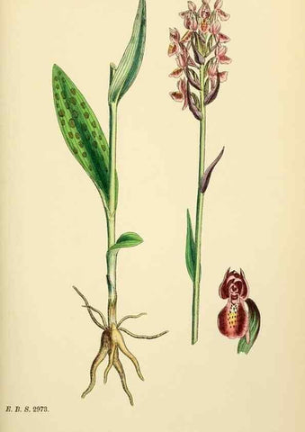 Reproducción/Reproduction 48754047457: English botany, or, Coloured figures of British plants /. London :R. Hardwicke,1863-1886.. 