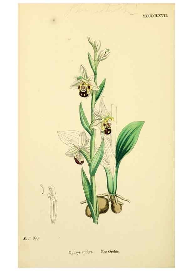 Reproducción/Reproduction 48753858796: English botany, or, Coloured figures of British plants /. London :R. Hardwicke,1863-1886.. 