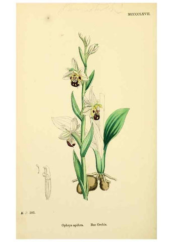 Reproducción/Reproduction 48753858796: English botany, or, Coloured figures of British plants /. London :R. Hardwicke,1863-1886.. 
