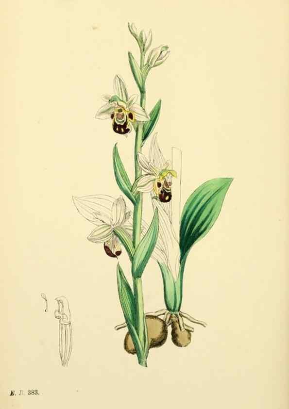 Reproducción/Reproduction 48753858796: English botany, or, Coloured figures of British plants /. London :R. Hardwicke,1863-1886.. 