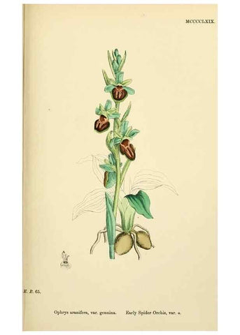 Reproducción/Reproduction 48754050087: English botany, or, Coloured figures of British plants /. London :R. Hardwicke,1863-1886.. 