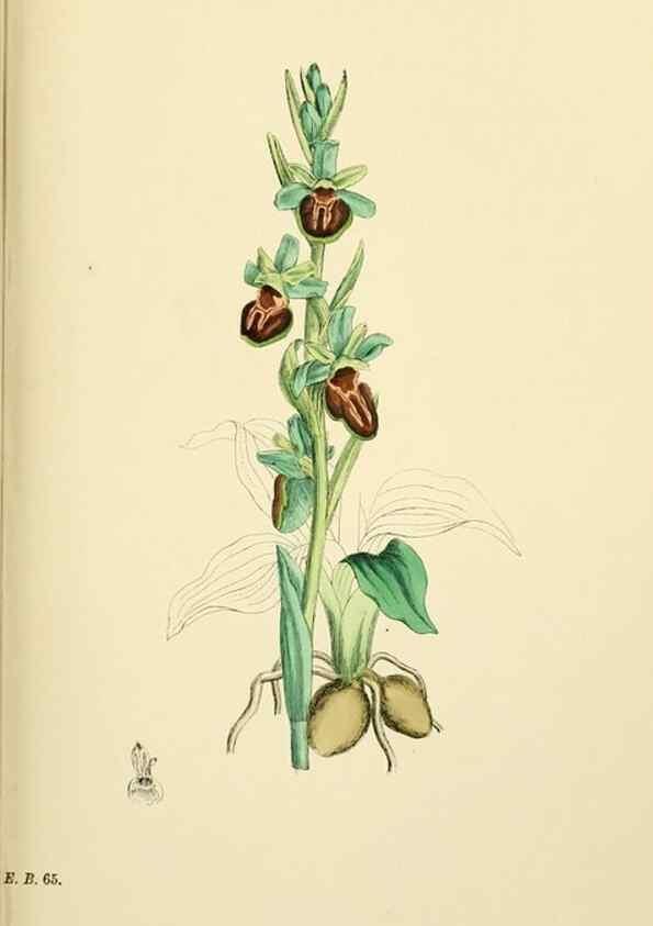 Reproducción/Reproduction 48754050087: English botany, or, Coloured figures of British plants /. London :R. Hardwicke,1863-1886.. 