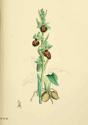 Reproducción/Reproduction 48754050087: English botany, or, Coloured figures of British plants /. London :R. Hardwicke,1863-1886.. 