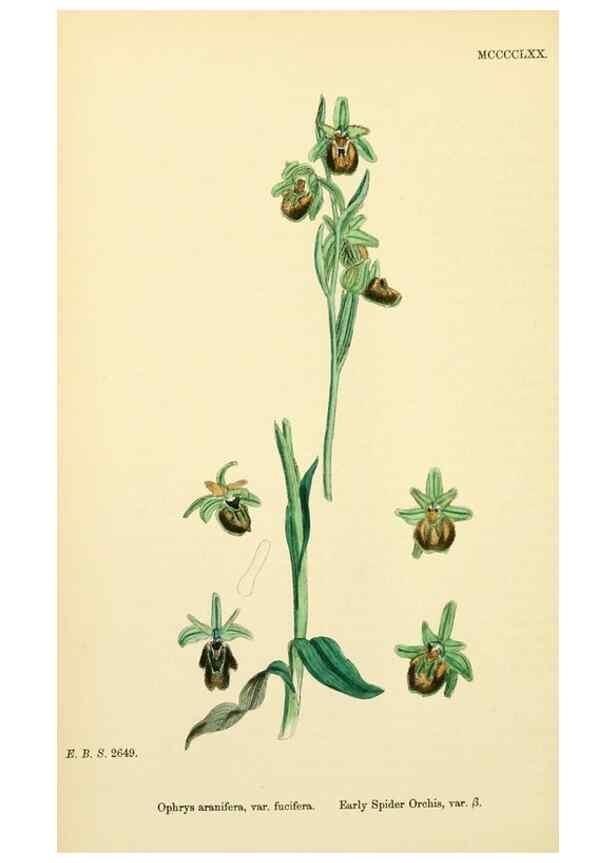 Reproducción/Reproduction 48753859861: English botany, or, Coloured figures of British plants /. London :R. Hardwicke,1863-1886.. 