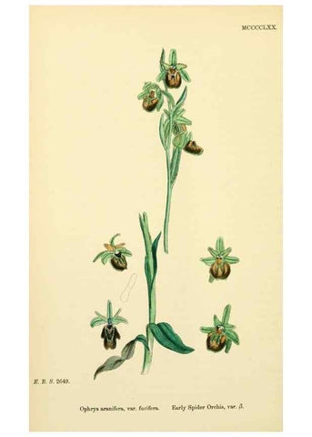 Reproducción/Reproduction 48753859861: English botany, or, Coloured figures of British plants /. London :R. Hardwicke,1863-1886.. 