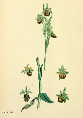 Reproducción/Reproduction 48753859861: English botany, or, Coloured figures of British plants /. London :R. Hardwicke,1863-1886.. 