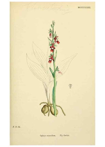 Reproducción/Reproduction 48753535448: English botany, or, Coloured figures of British plants /. London :R. Hardwicke,1863-1886.. 