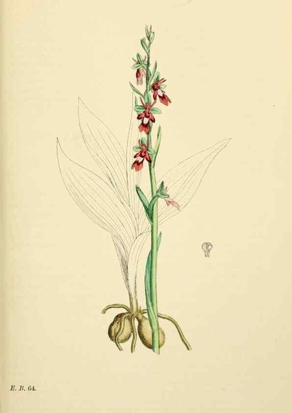 Reproducción/Reproduction 48753535448: English botany, or, Coloured figures of British plants /. London :R. Hardwicke,1863-1886.. 