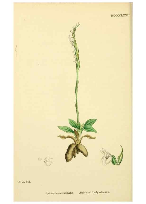 Reproducción/Reproduction 48754050742: English botany, or, Coloured figures of British plants /. London :R. Hardwicke,1863-1886.. 