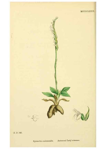 Reproducción/Reproduction 48754050742: English botany, or, Coloured figures of British plants /. London :R. Hardwicke,1863-1886.. 