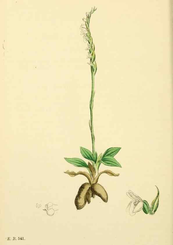 Reproducción/Reproduction 48754050742: English botany, or, Coloured figures of British plants /. London :R. Hardwicke,1863-1886.. 