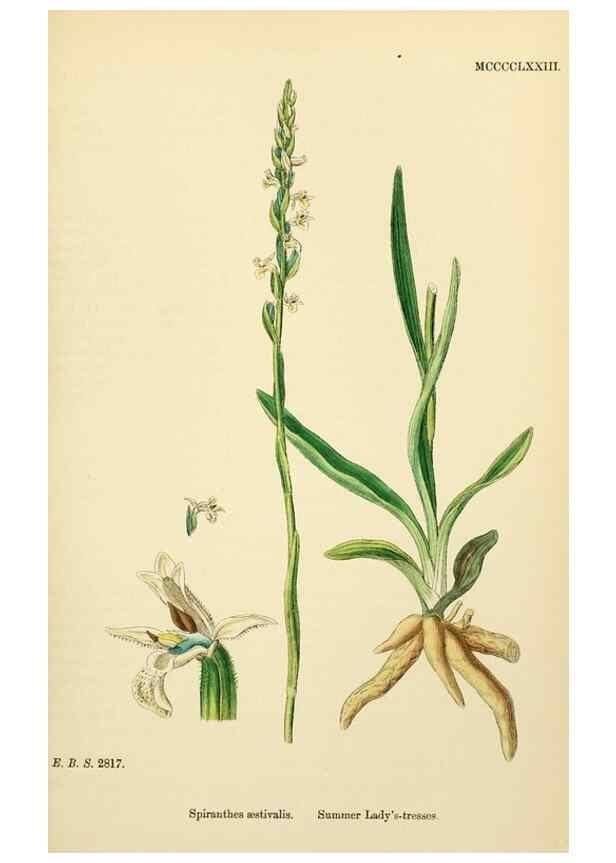 Reproducción/Reproduction 48753860436: English botany, or, Coloured figures of British plants /. London :R. Hardwicke,1863-1886.. 