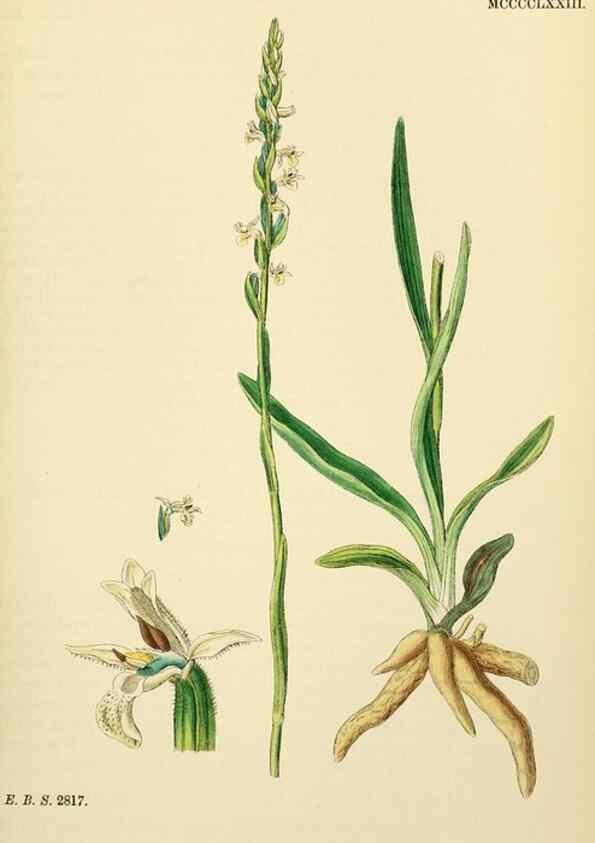 Reproducción/Reproduction 48753860436: English botany, or, Coloured figures of British plants /. London :R. Hardwicke,1863-1886.. 