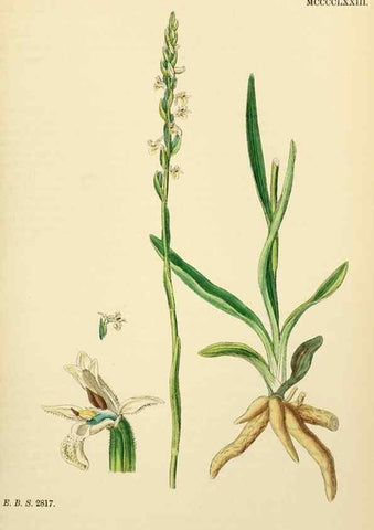Reproducción/Reproduction 48753860436: English botany, or, Coloured figures of British plants /. London :R. Hardwicke,1863-1886.. 