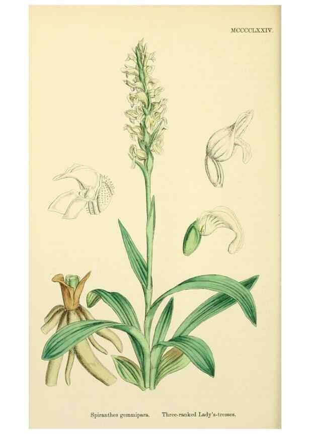 Reproducción/Reproduction 48754051187: English botany, or, Coloured figures of British plants /. London :R. Hardwicke,1863-1886.. 