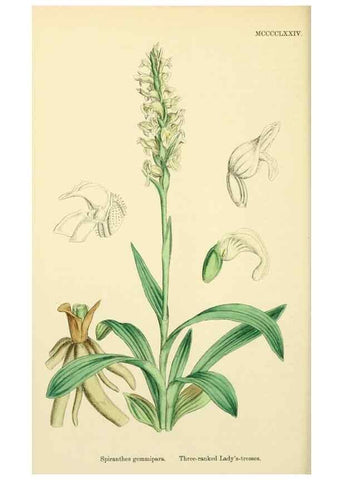 Reproducción/Reproduction 48754051187: English botany, or, Coloured figures of British plants /. London :R. Hardwicke,1863-1886.. 