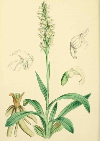 Reproducción/Reproduction 48754051187: English botany, or, Coloured figures of British plants /. London :R. Hardwicke,1863-1886.. 