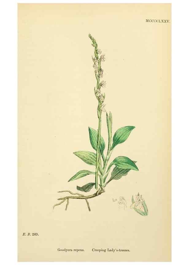 Reproducción/Reproduction 48753536178: English botany, or, Coloured figures of British plants /. London :R. Hardwicke,1863-1886.. 