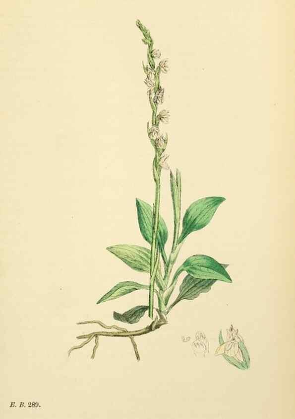 Reproducción/Reproduction 48753536178: English botany, or, Coloured figures of British plants /. London :R. Hardwicke,1863-1886.. 