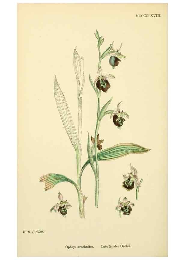 Reproducción/Reproduction 48754049332: English botany, or, Coloured figures of British plants /. London :R. Hardwicke,1863-1886.. 