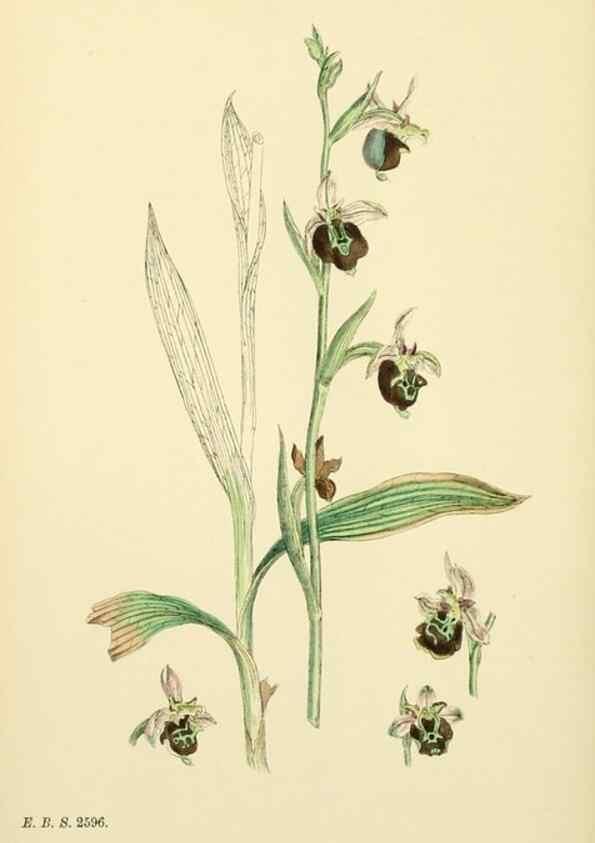 Reproducción/Reproduction 48754049332: English botany, or, Coloured figures of British plants /. London :R. Hardwicke,1863-1886.. 
