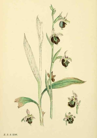 Reproducción/Reproduction 48754049332: English botany, or, Coloured figures of British plants /. London :R. Hardwicke,1863-1886.. 