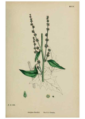Reproducción/Reproduction 48753908601: English botany, or, Coloured figures of British plants /. London :R. Hardwicke,1863-1886.. 