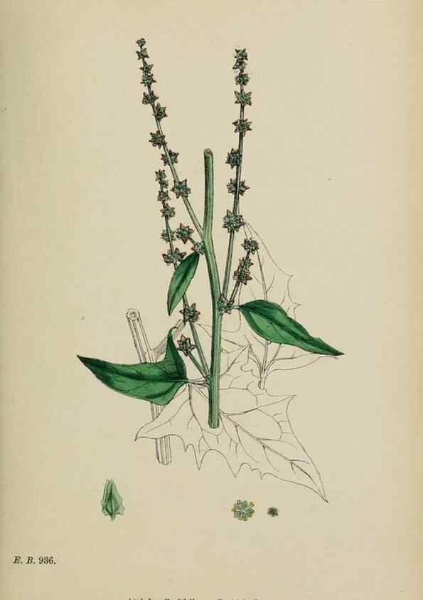 Reproducción/Reproduction 48753908601: English botany, or, Coloured figures of British plants /. London :R. Hardwicke,1863-1886.. 