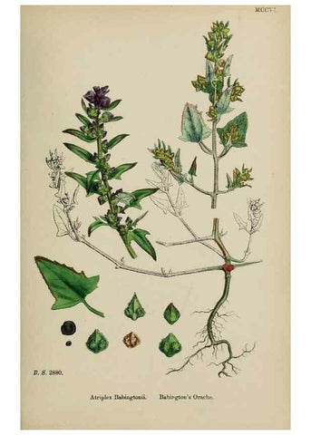 Reproducción/Reproduction 48754099167: English botany, or, Coloured figures of British plants /. London :R. Hardwicke,1863-1886.. 