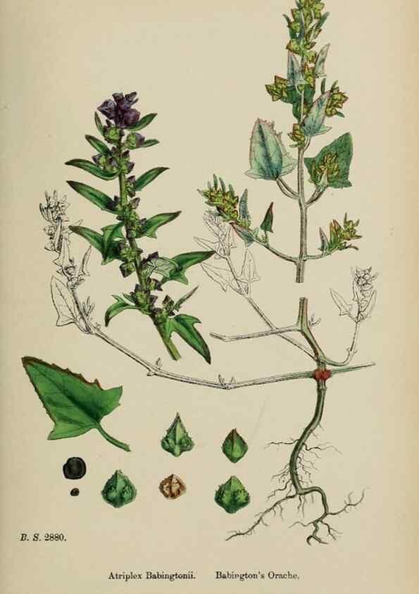 Reproducción/Reproduction 48754099167: English botany, or, Coloured figures of British plants /. London :R. Hardwicke,1863-1886.. 