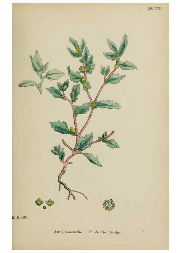 Reproducción/Reproduction 48754099317: English botany, or, Coloured figures of British plants /. London :R. Hardwicke,1863-1886.. 