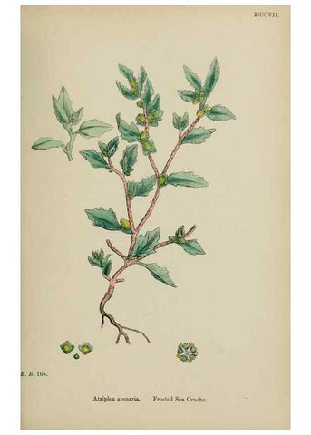Reproducción/Reproduction 48754099317: English botany, or, Coloured figures of British plants /. London :R. Hardwicke,1863-1886.. 