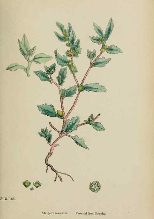 Reproducción/Reproduction 48754099317: English botany, or, Coloured figures of British plants /. London :R. Hardwicke,1863-1886.. 