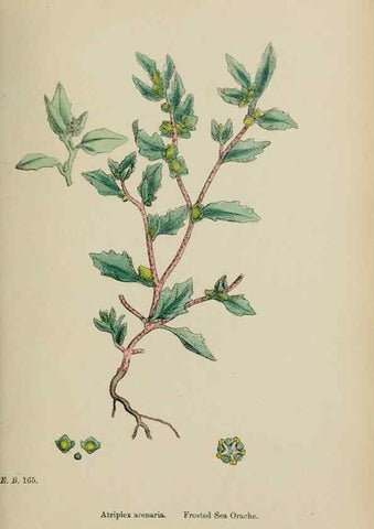 Reproducción/Reproduction 48754099317: English botany, or, Coloured figures of British plants /. London :R. Hardwicke,1863-1886.. 