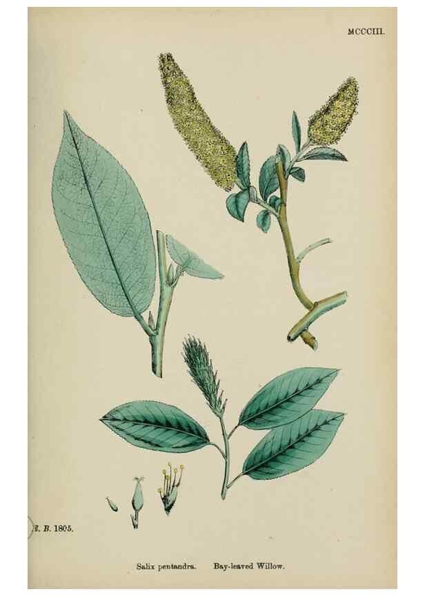 Reproducción/Reproduction 48753946641: English botany, or, Coloured figures of British plants /. London :R. Hardwicke,1863-1886.. 