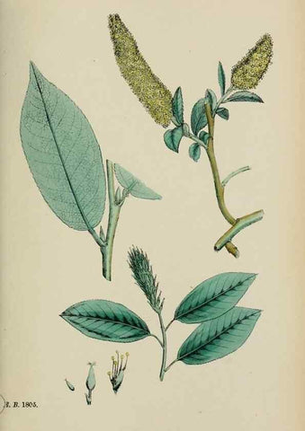 Reproducción/Reproduction 48753946641: English botany, or, Coloured figures of British plants /. London :R. Hardwicke,1863-1886.. 
