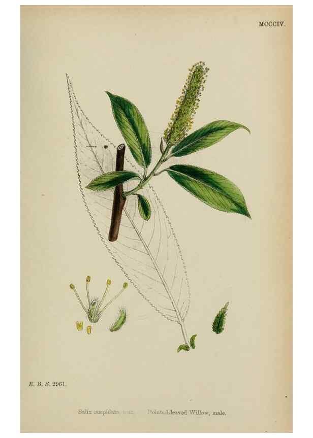 Reproducción/Reproduction 48753946881: English botany, or, Coloured figures of British plants /. London :R. Hardwicke,1863-1886.. 