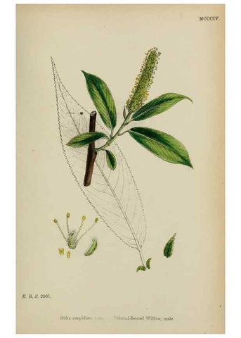 Reproducción/Reproduction 48753946881: English botany, or, Coloured figures of British plants /. London :R. Hardwicke,1863-1886.. 