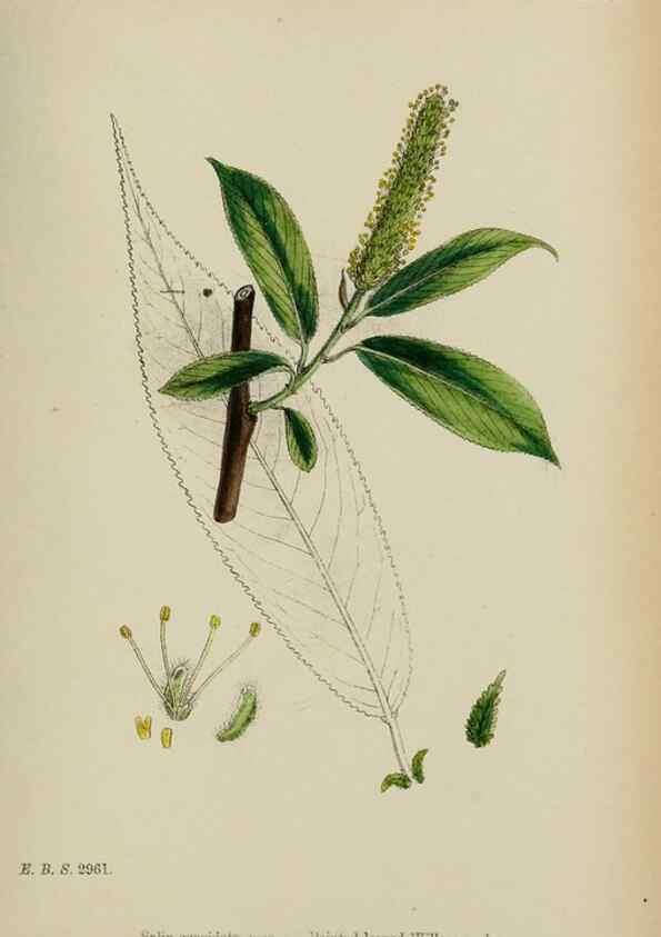 Reproducción/Reproduction 48753946881: English botany, or, Coloured figures of British plants /. London :R. Hardwicke,1863-1886.. 